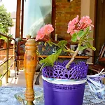 招待所 Nirvana 内塞伯尔