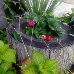 Nirvana 招待所 3*