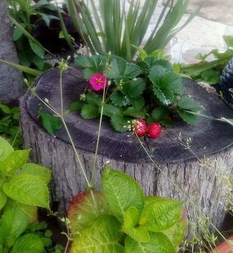 Nirvana Gæstehus 4*